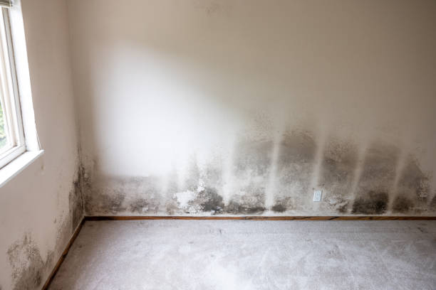 Best Mold Damage Restoration  in Llender, CA