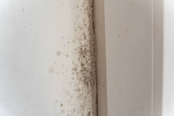 Dehumidification Services in Callender, CA