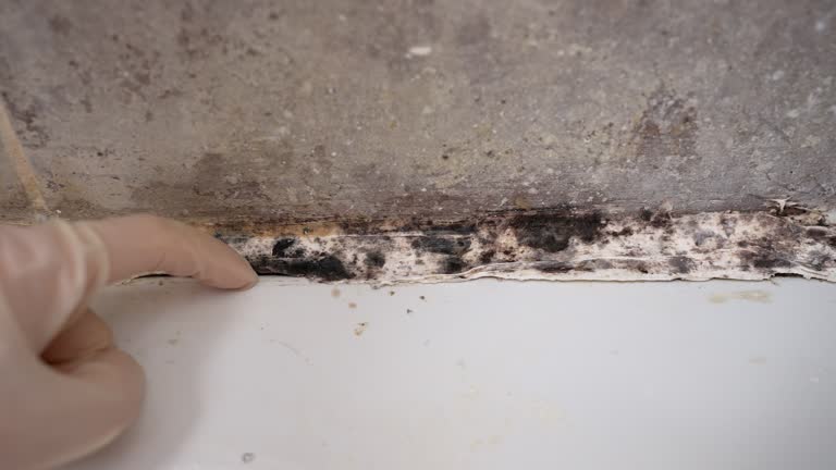  Llender, CA Mold Removal Pros