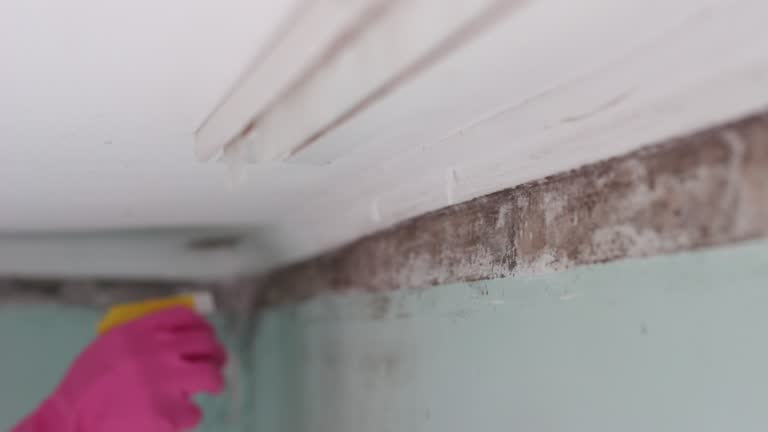 Best Industrial Mold Remediation  in Llender, CA